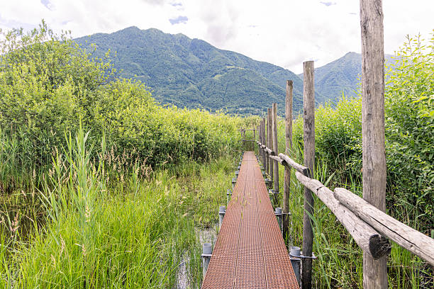 Rustic wooden boardwalk stretches through vibrant green wetland. Nature pathway leading towards distant mountains. Serene outdoor landscape ideal for nature lovers.