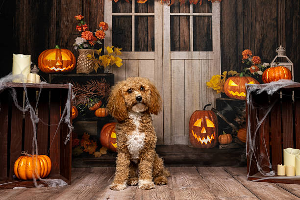 istock Cute curly dog with pumpkins 2218234732