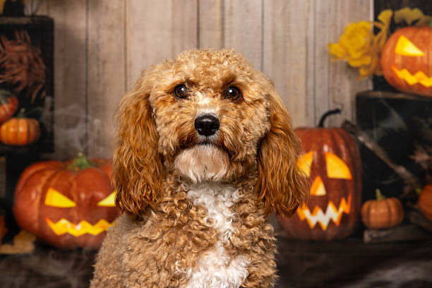 istock Curly dog with Halloween pumpkins 2218234940