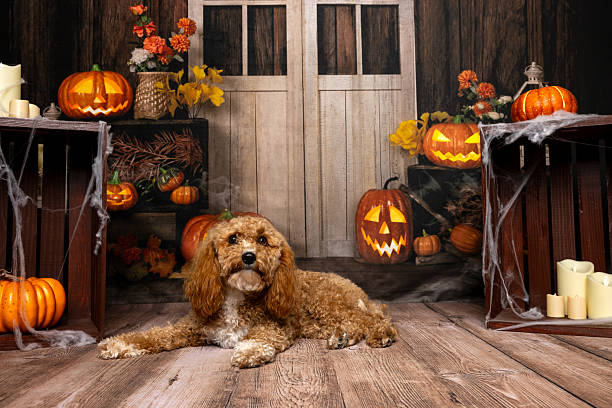 istock Dog lying with Halloween pumpkins 2218234942