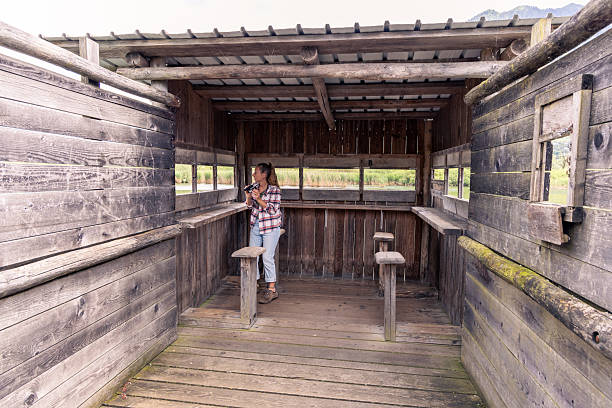 Enthusiastic woman peers through birdwatching hut, engaged in spotting wildlife. Wooden shelter offers a rustic experience in nature. Ideal for nature enthusiasts and outdoor retreats.