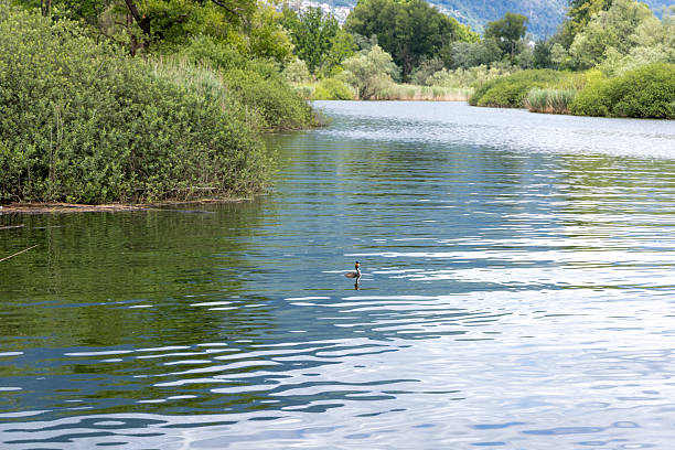 Duck gliding on serene lake, surrounded by vibrant greenery. Peaceful natural scene with calm waters. Perfect for nature, wildlife, and landscape enthusiasts.
