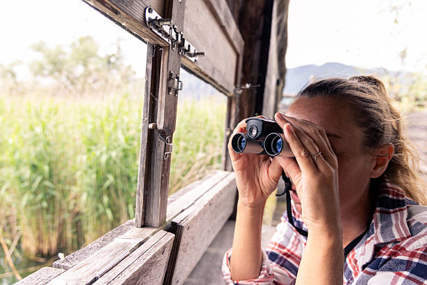 istock Woman Birdwatching from Wooden Hide 2218236096