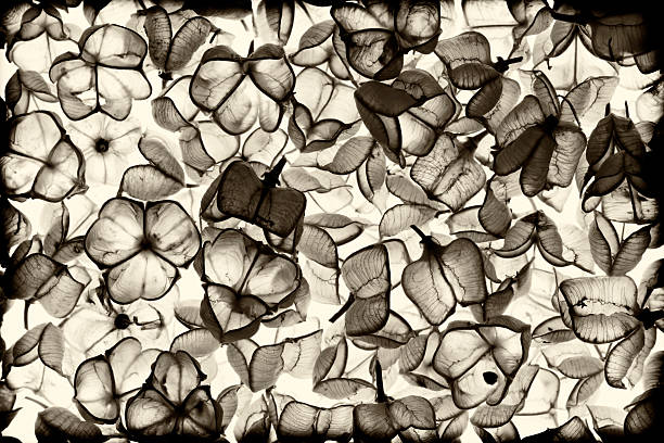 Marine still life photography with shells