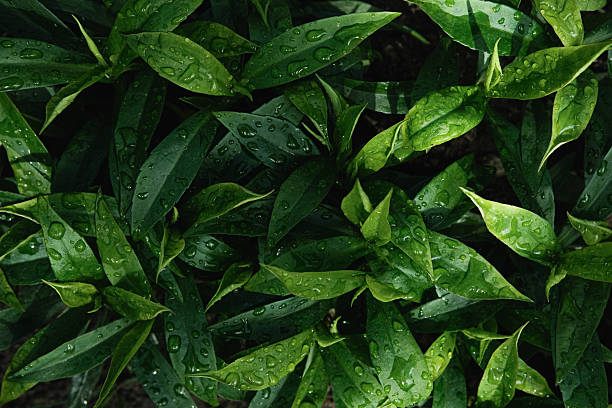 istock Lush array of dark green leaves glistening with water droplets, forming a dense natural pattern. 2218242505