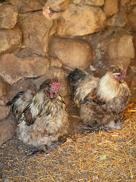A picturesque farming setting in South Africa showcasing two roosters, characterized by their colorful plumage and rural backdrop. The rustic charm of Africa and traditional agricultural life are charmingly portrayed.