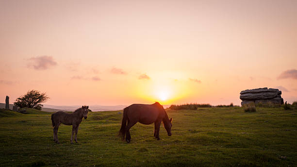 istock Sunset of Dartmoor Ponies 2218244991