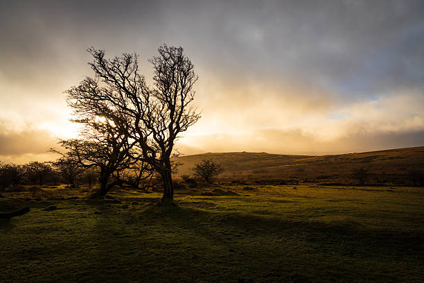 The setting sun and foreground trees during the winter on Dartmoor