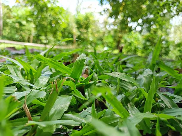 resh green grass captured from a low angle with soft bokeh background on a sunny day.