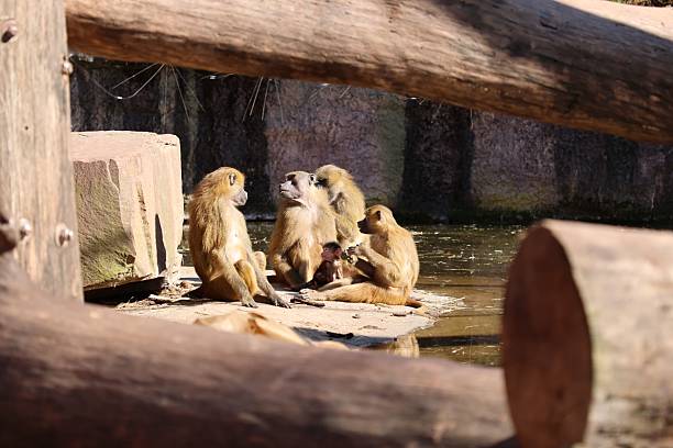 This is a wild macaque population,They live in the hills and  woods of Guilin,It already has more than 46 years.Because people's care and love,The wild population is growing.