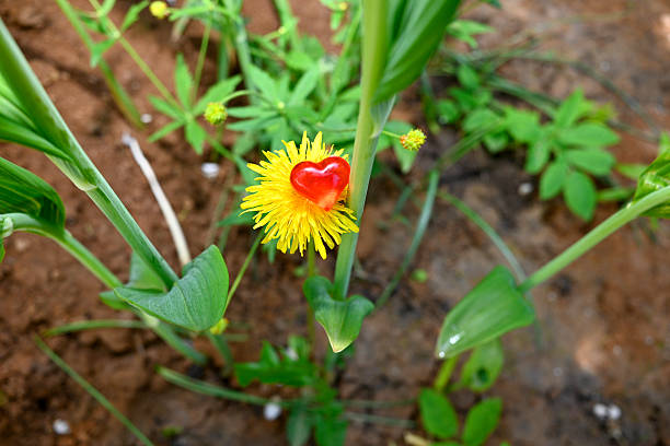 red heart shape on yellow dandelion background. Romantic background