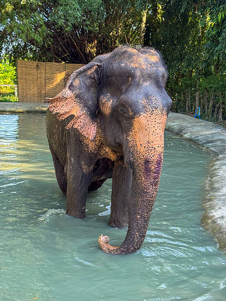 istock Cute Asian elephant enjoys a refreshing splash in the water 2218249434