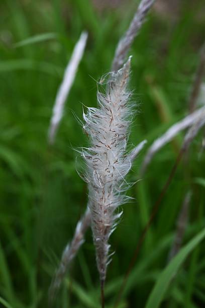istock Cogon grass fluff. Poaceae perennial weeds. 2218254874