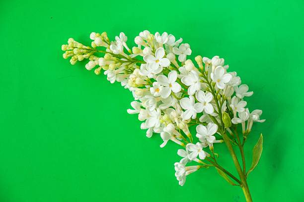 White lilac flowers with a lush green background
