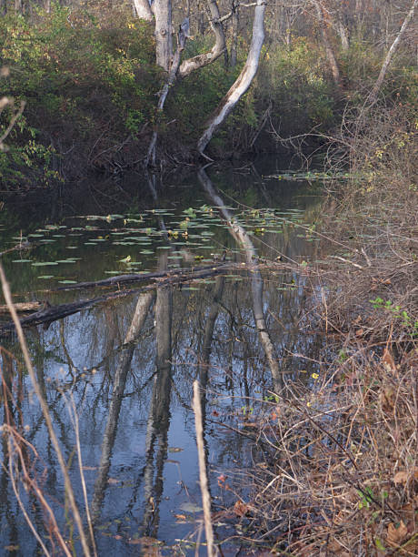 istock Cuyahoga River Reflection at Beaver Marsh 2218256297