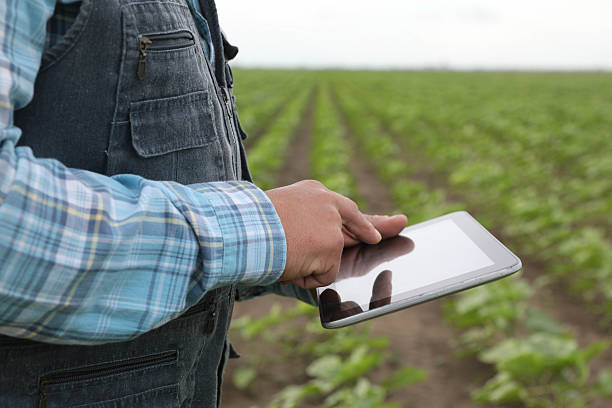 istock A 50+ Farmer inspects young Sunflowers while holding a Tablet. 2218257119