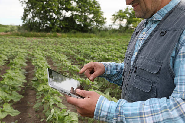 istock A 50+ Farmer inspects young Sunflowers while holding a Tablet. 2218257232
