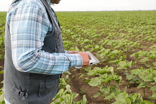 istock A 50+ Farmer inspects young Sunflowers while holding a Tablet. 2218257238