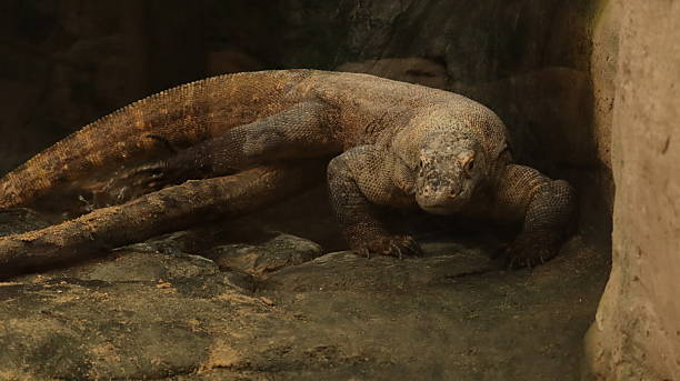 istock Komodo Dragon in a zoo 2218257257