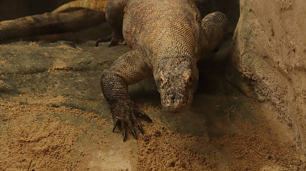 istock Komodo Dragon in a zoo 2218257286