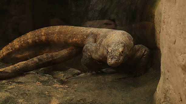 istock Komodo Dragon in a zoo 2218257288