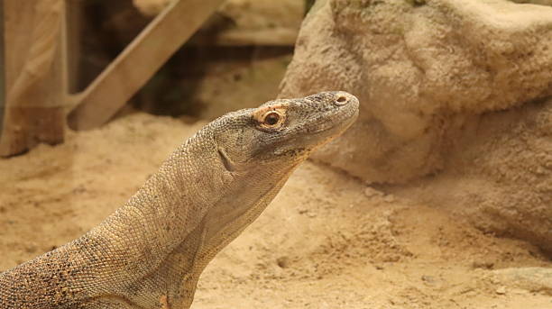 istock Komodo Dragon in a zoo 2218257300