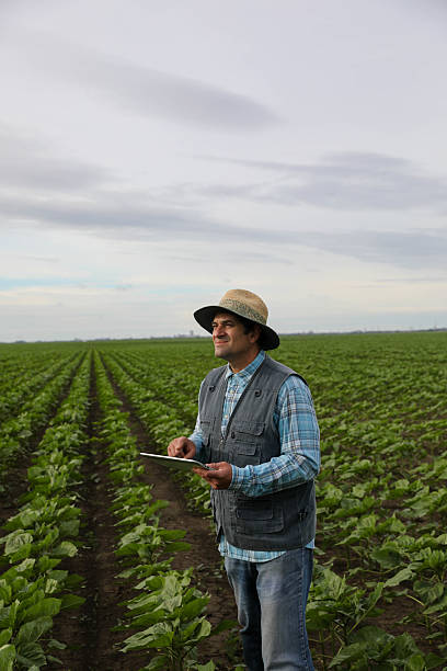 istock A 50+ Farmer uses Smart Technology to examine his Crops. 2218257521
