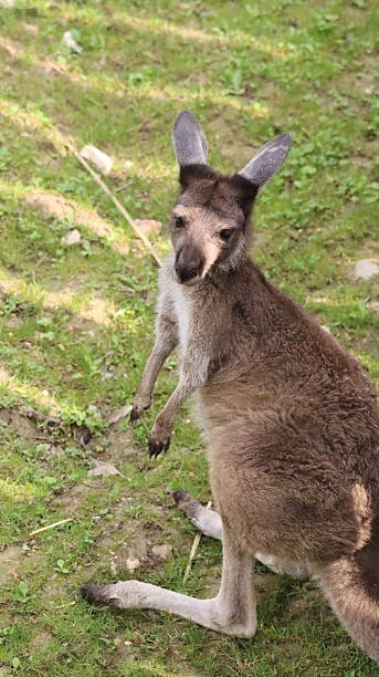 istock Australian kangaroo in a zoo 2218257552