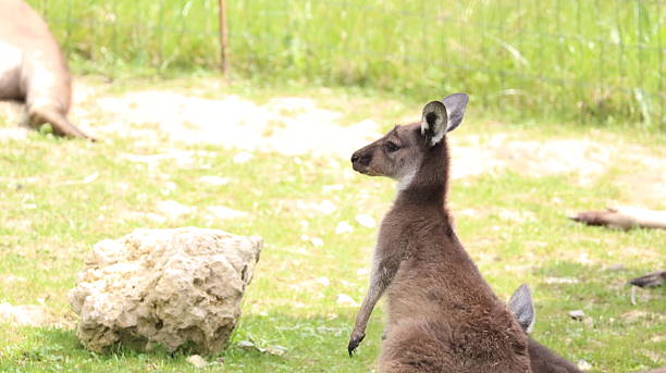 istock Australian kangaroo in a zoo 2218257567