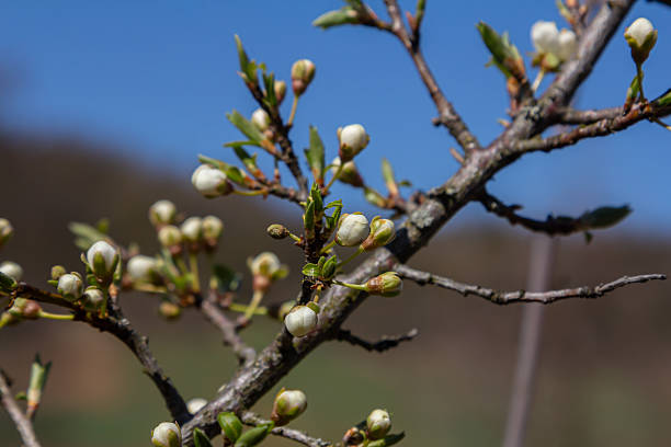 istock Blossoming Prunus cerasifera branches reveal white buds against a clear blue sky during springtime in a serene landscape 2218257619