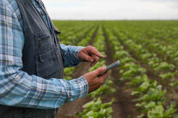 istock A 50+ Farmer uses Smart Technology to examine his Crops. 2218257637