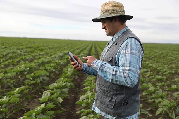 istock A 50+ Farmer uses Smart Technology to examine his Crops. 2218257649
