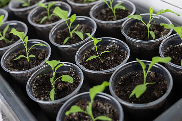 istock Vegetable seeding in pots on window sill 2218258200