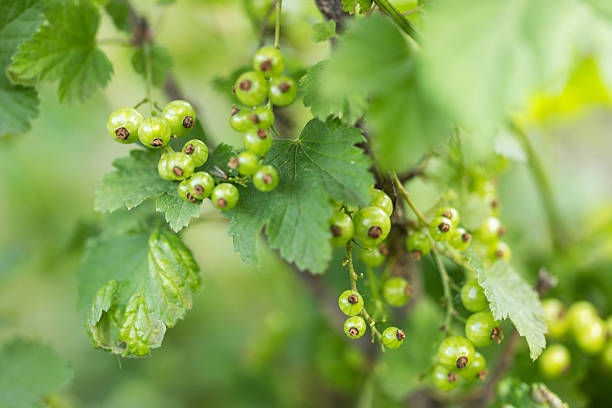 istock Green unripe currant, when ripe, very fine tasting and healthy 2218259399