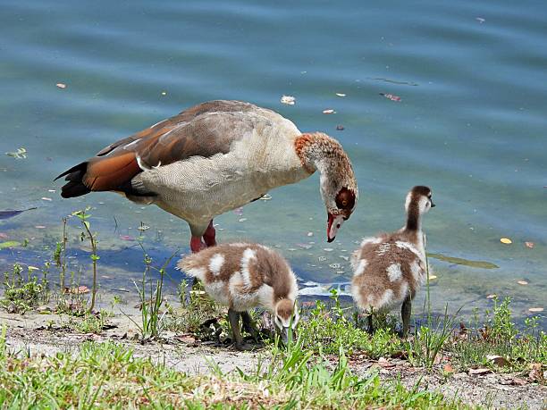 Egyptian Goose  - young bird, profile