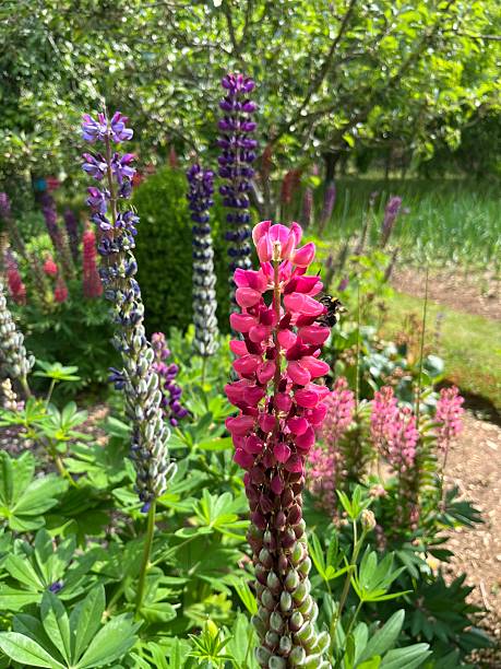 istock Bee on Lupin flowers 2218262101