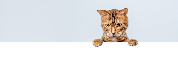 istock Curious bengal cat with blank banner on blue background 2218262308