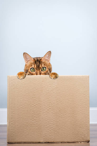 istock Bengal cat in a cardboard box. 2218262317