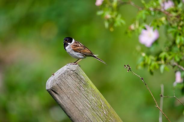 istock male reed bunting song bird 2218262370