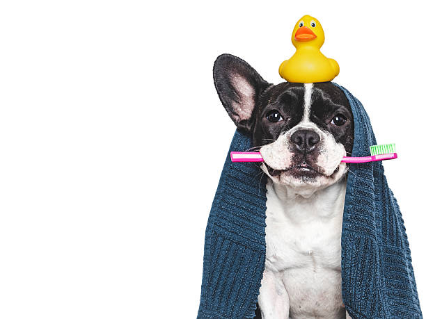 istock Cute puppy, blue towel and toothbrush. Studio shot 2218263673