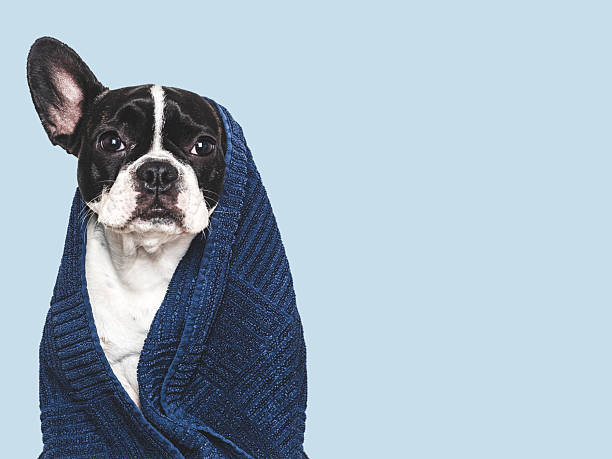 istock Cute puppy and blue towel. Studio shot 2218263697