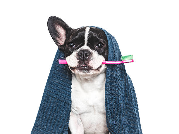 istock Cute puppy, blue towel and toothbrush. Studio shot 2218263900