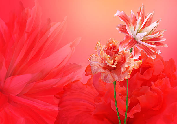 Floral background. Lily flowers on a red background.