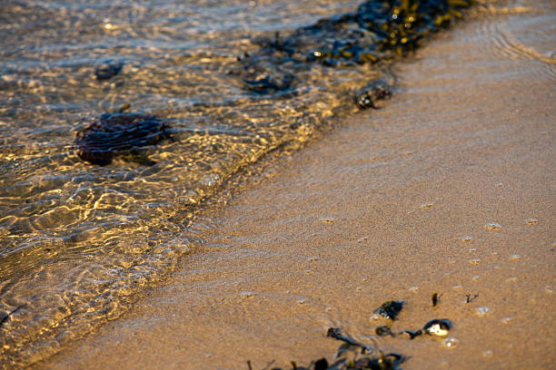 A close-up coastal view showcasing various green, brown, and red algae and seaweed species attached to rocks and submerged in shallow water, highlighting marine biodiversity.