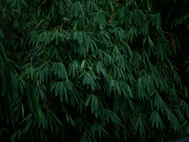 Fresh giant bamboo leaves with rain drop nature background.