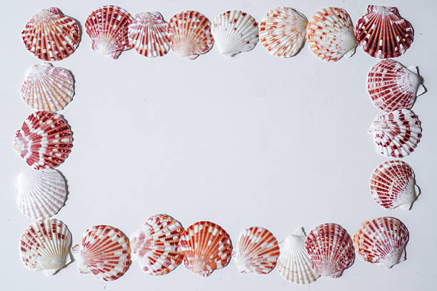Shell Collection: sea ​​shell
