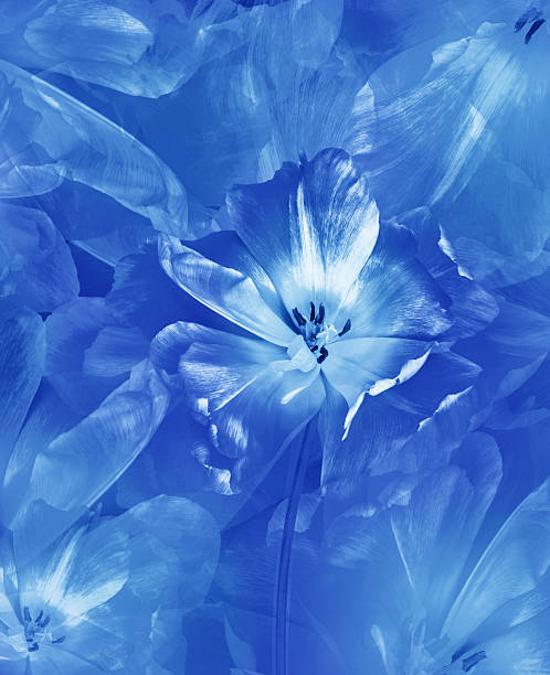 istock Tulips flowers.  Floral spring background.  Close-up. Nature. 2218265229