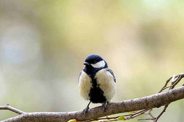 istock Beautiful nature scene with Great tit (Parus major) 2218265322