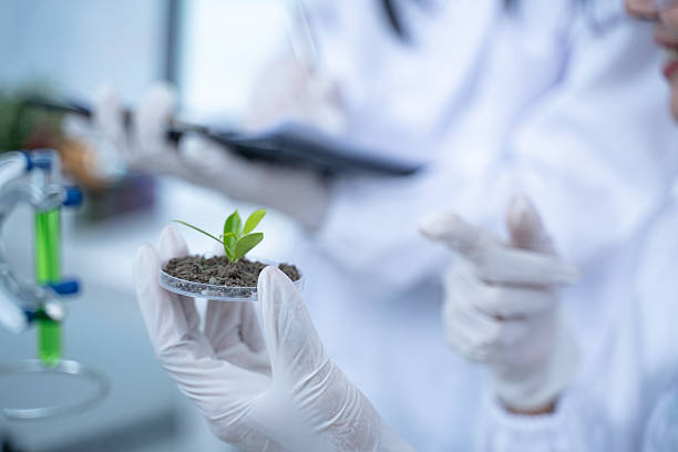 istock In the green laboratory, biology and technology intersect as researchers conduct experiments on plants, using cutting-edge science to study the flora and advance environmental research. 2218265342
