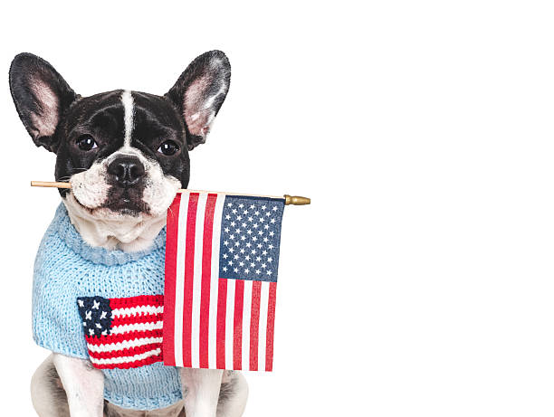 istock Cute puppy holding American Flag. Studio shot 2218267835